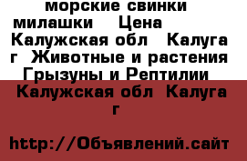 морские свинки (милашки) › Цена ­ 1 000 - Калужская обл., Калуга г. Животные и растения » Грызуны и Рептилии   . Калужская обл.,Калуга г.